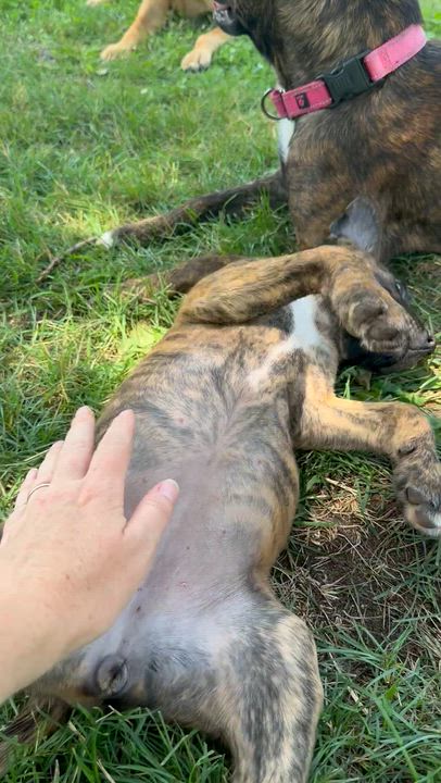 Enlarge Diabla, a Adoptable mixed breed in Iron River, MI video 4/4