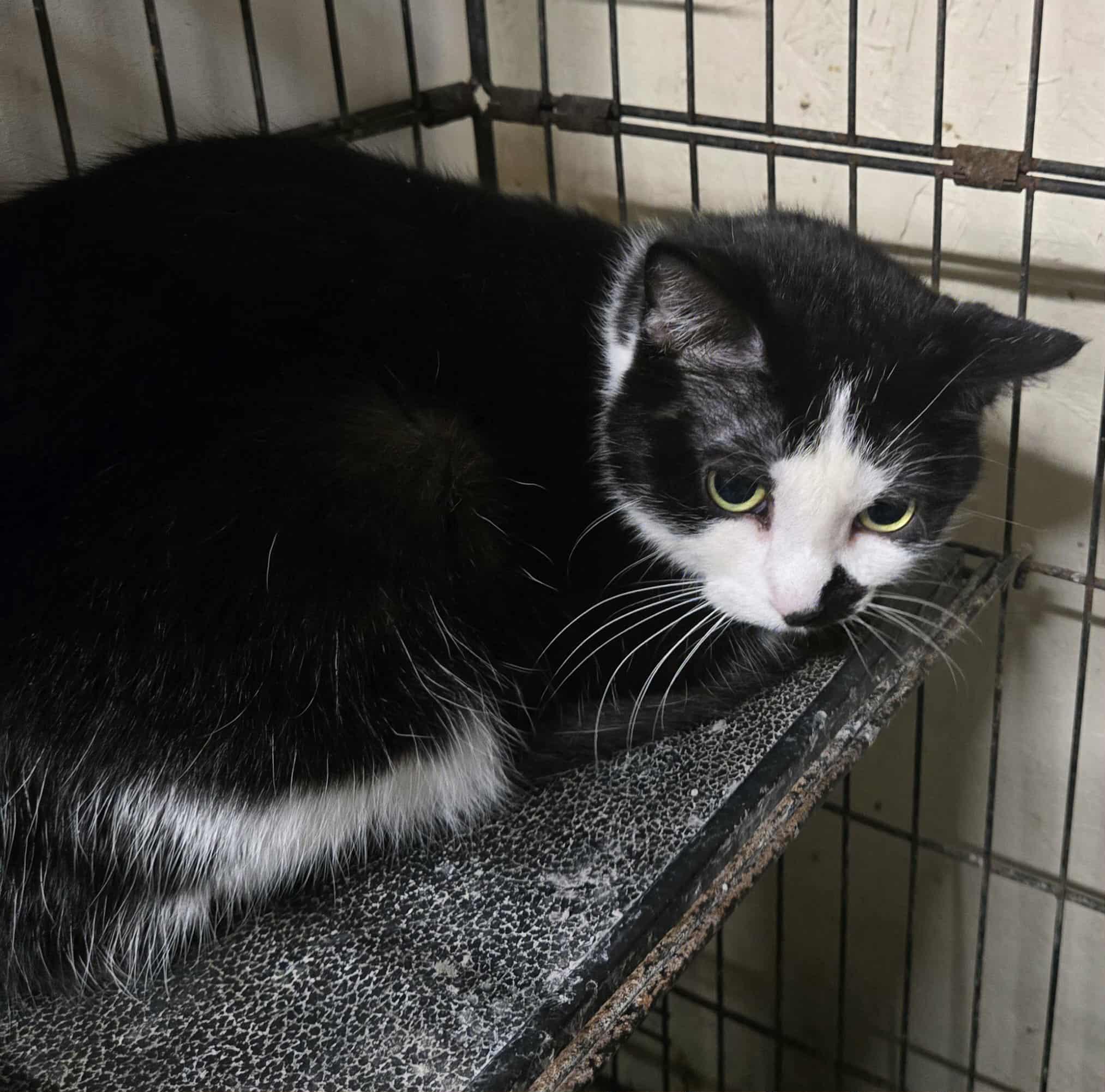 Enlarge Oreo, a ADOPTABLE mixed breed in Freeport, IL image 3/3