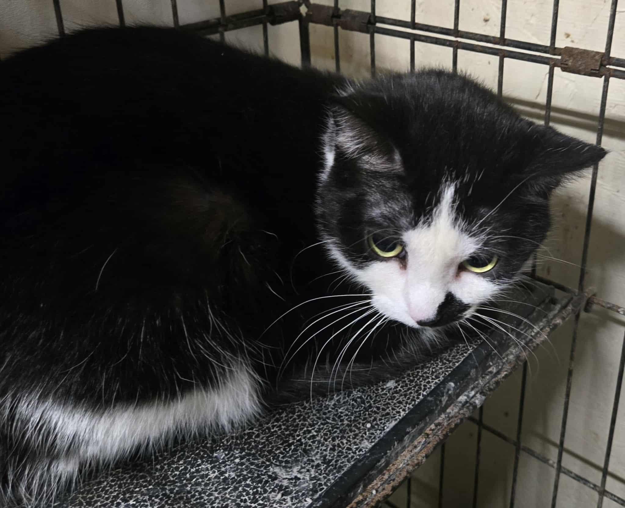 Enlarge Oreo, a ADOPTABLE mixed breed in Freeport, IL image 2/3