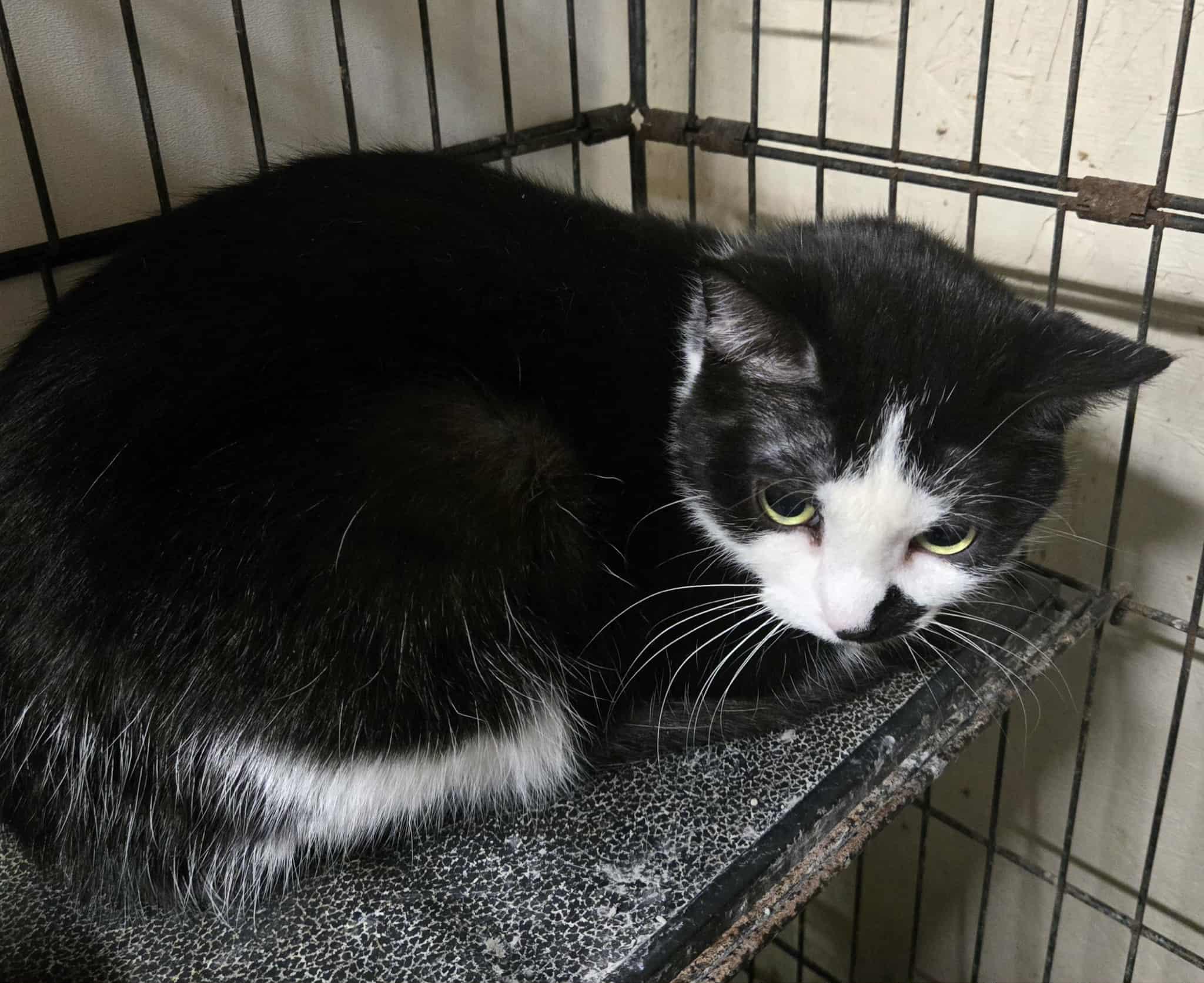 Enlarge Oreo, a ADOPTABLE mixed breed in Freeport, IL image 1/3