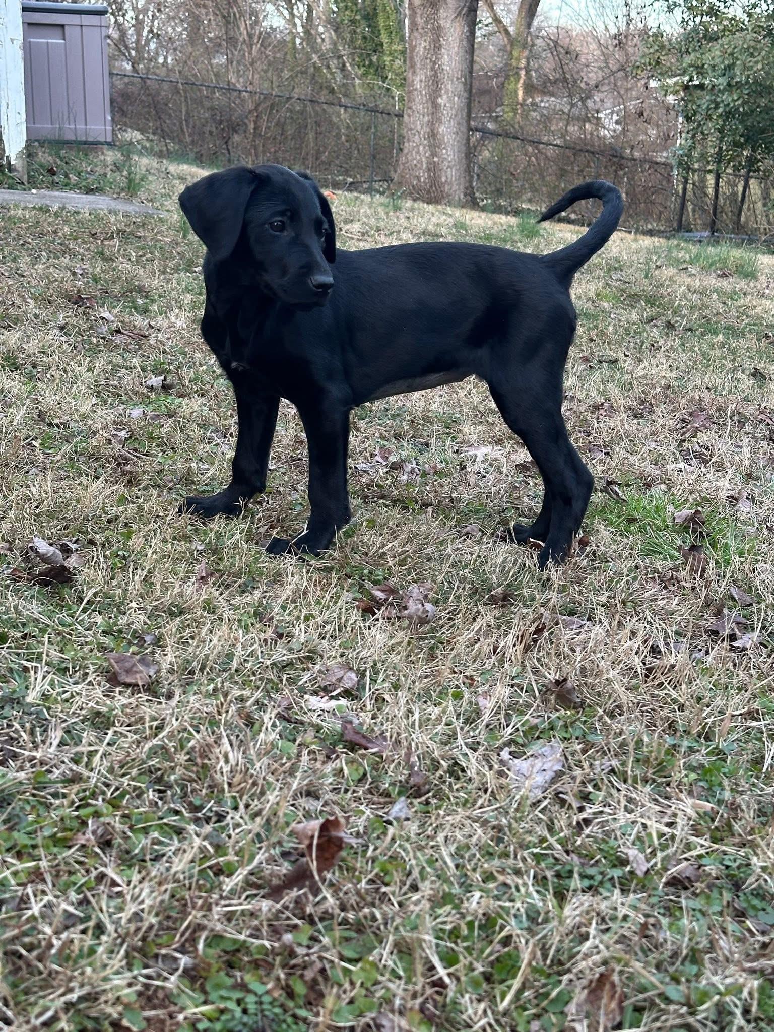 Enlarge Tibby, a Adopted mixed breed in Knoxville, TN image 4/6