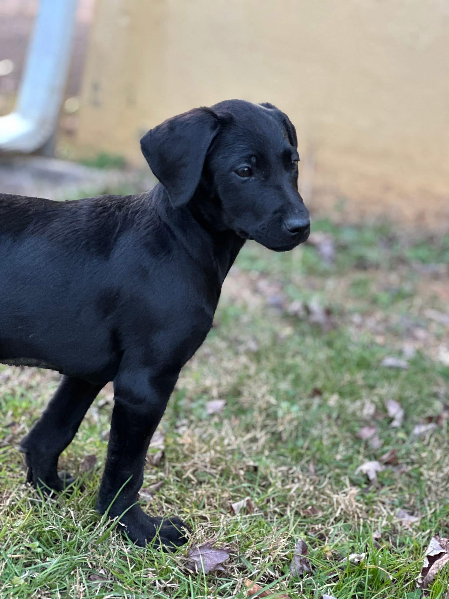Enlarge Tibby, a Adopted mixed breed in Knoxville, TN image 5/6