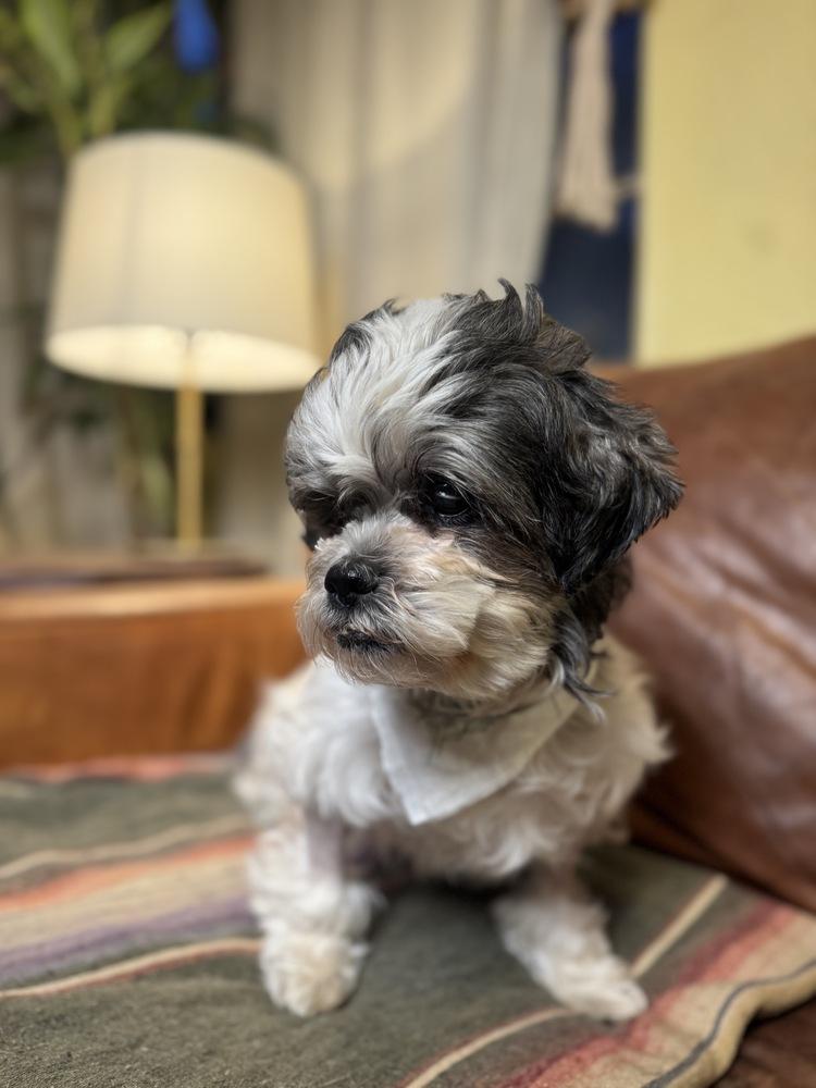 Love, Adoptable, Adult Female Shih Tzu.