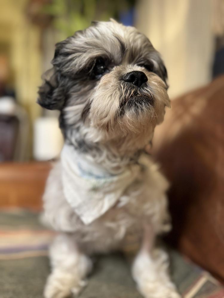 Enlarge Love, a Adoptable Shih Tzu in Tucson, AZ image 2/3