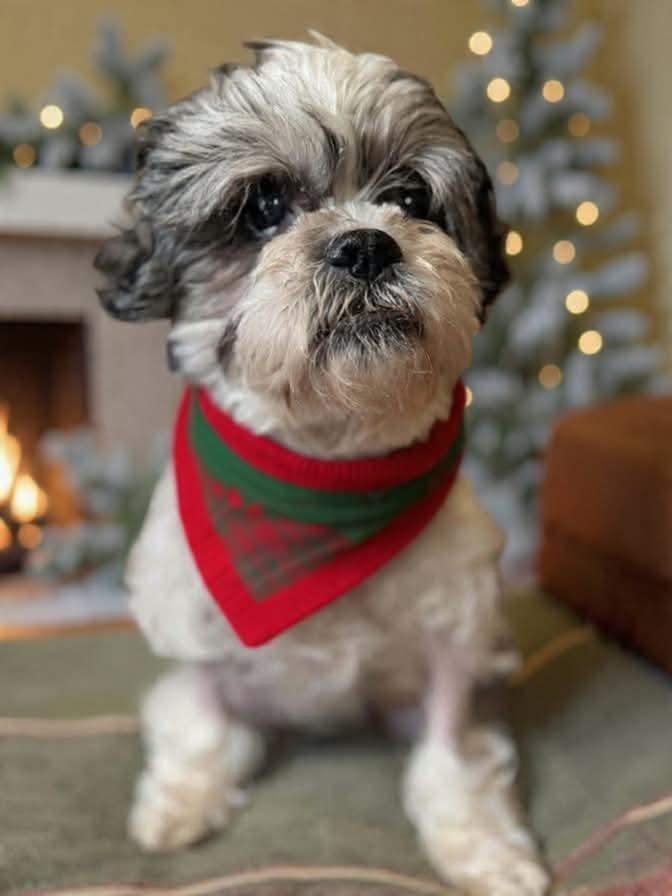 Enlarge Love, a Adoptable Shih Tzu in Tucson, AZ image 3/3