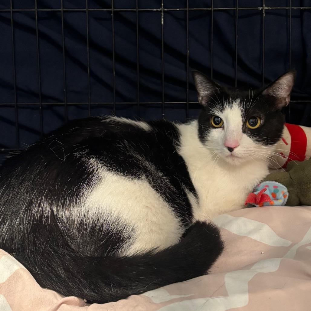 Meatball (26-567), Adoptable, Adult Female Domestic Short Hair.