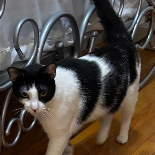 Enlarge Meatball (26-567), a Adoptable Domestic Short Hair in Gordonsville, TN image 2/2