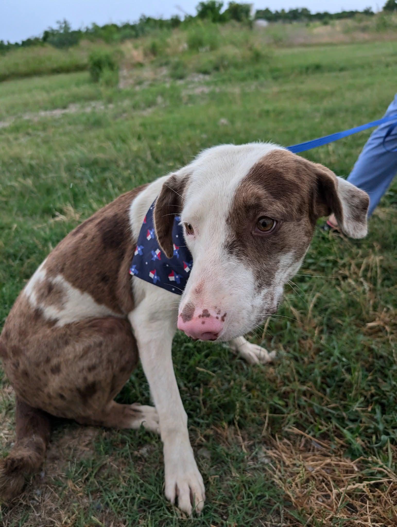 Enlarge Apple, a Adoptable mixed breed in Anderson, TX image 1/1