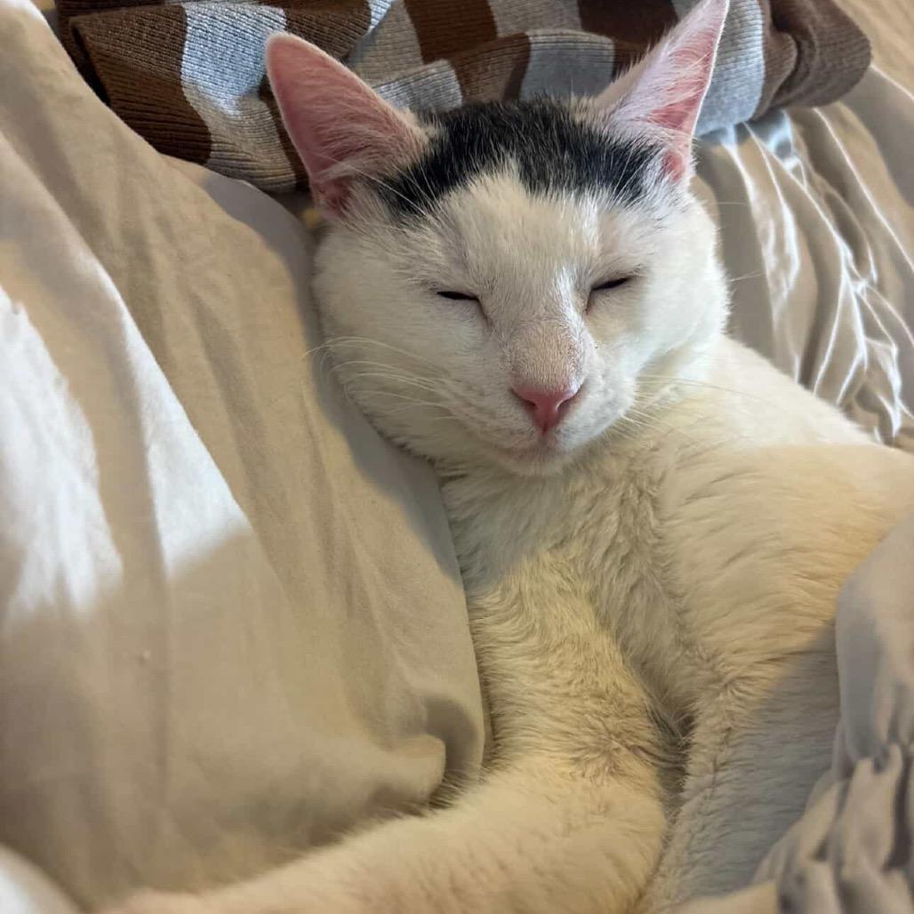 Enlarge Mallow, a Adoptable Domestic Short Hair in Tuscaloosa, AL image 1/5