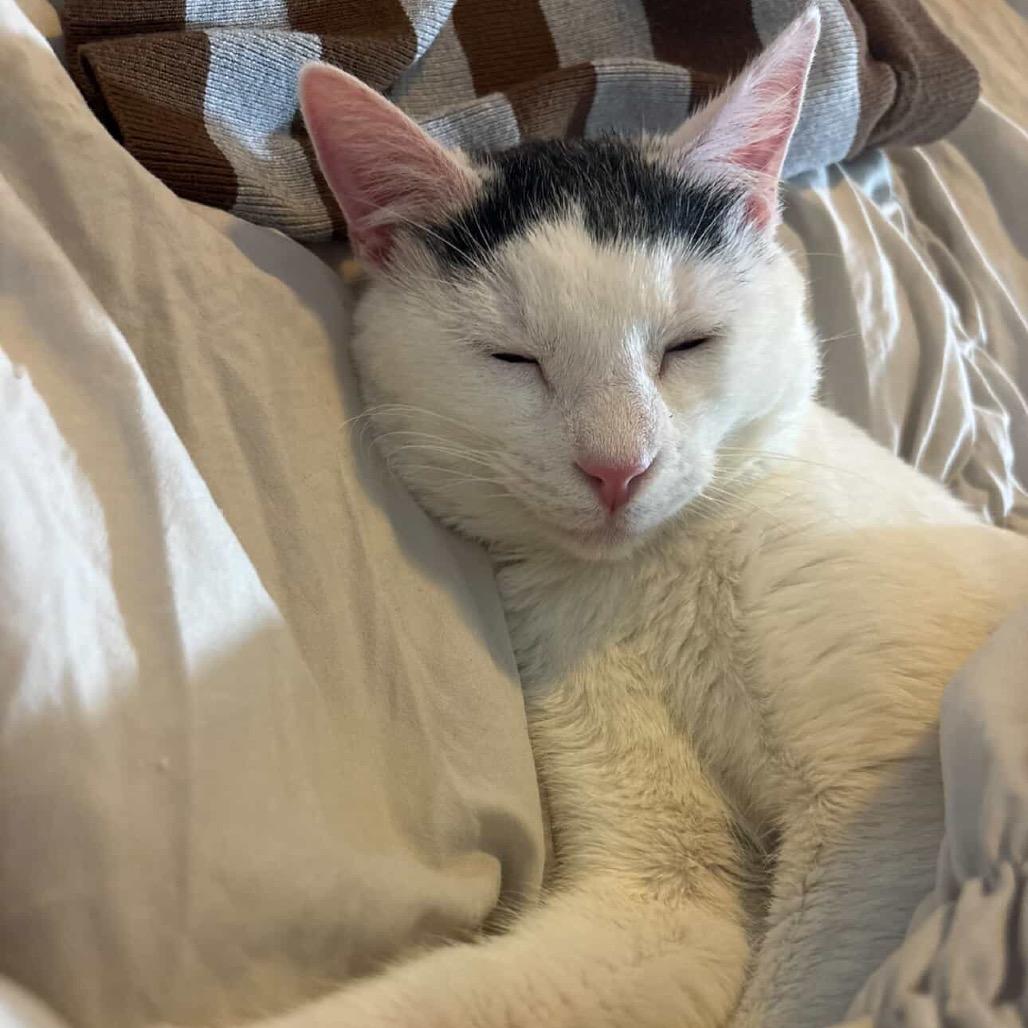 Enlarge Mallow, a Adoptable Domestic Short Hair in Tuscaloosa, AL image 2/5