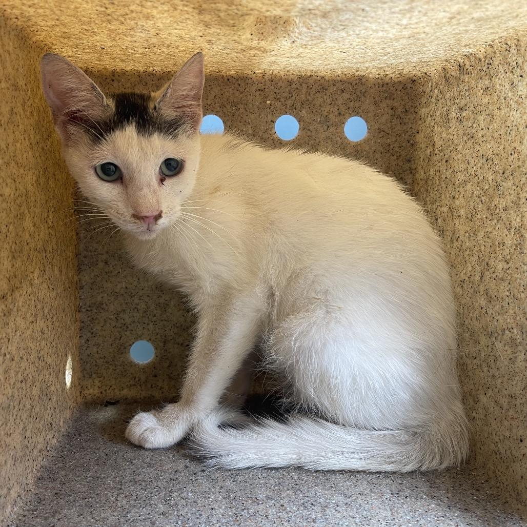 Enlarge Mallow, a Adoptable Domestic Short Hair in Tuscaloosa, AL image 3/5