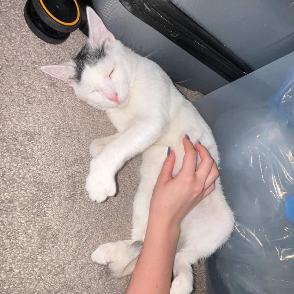 Enlarge Mallow, a Adoptable Domestic Short Hair in Tuscaloosa, AL image 4/5