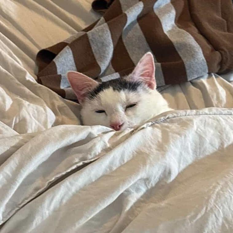 Enlarge Mallow, a Adoptable Domestic Short Hair in Tuscaloosa, AL image 5/5