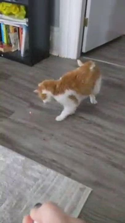 Enlarge Sammy, a Adopted Domestic Short Hair in Brantford, ON video 6/11