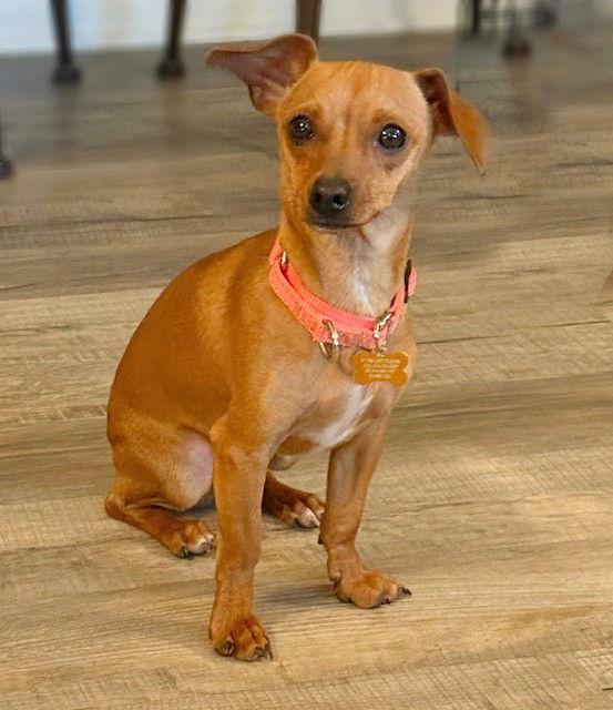 **PETEY**, Adoptable, Young Male Chihuahua.