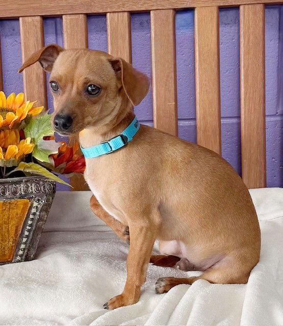 **PETEY**, a Adoptable Chihuahua in North Prairie, WI image 2/3