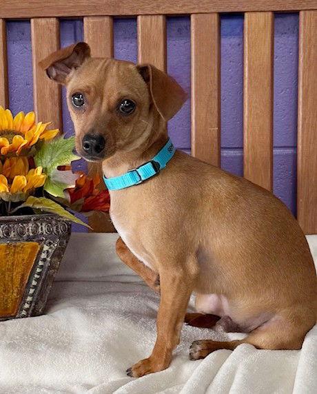 **PETEY**, a Adoptable Chihuahua in North Prairie, WI image 3/3