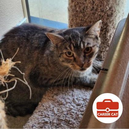 Scarlet, Adoptable, Adult Female Domestic Short Hair & Domestic Short Hair.