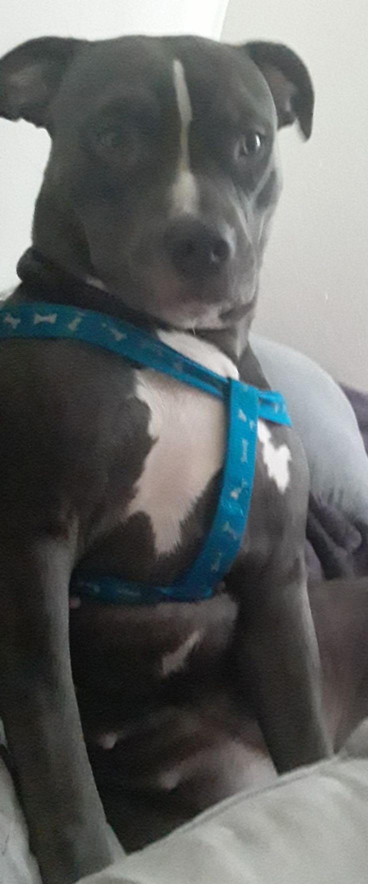 Sf-Luna, an adoptable Pit Bull Terrier in Billings, MT, 59101 | Photo Image 1