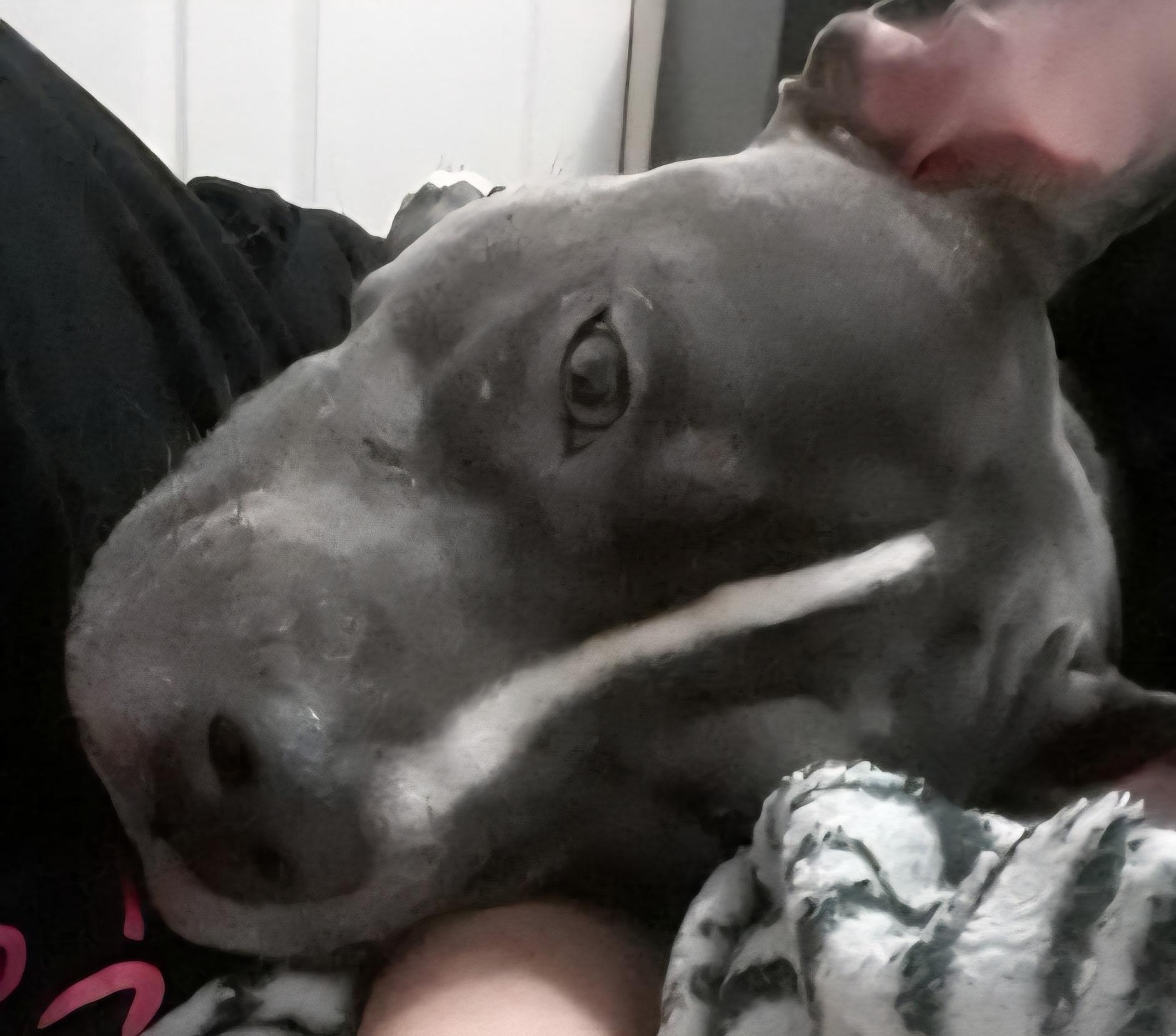 Sf-Luna, an adoptable Pit Bull Terrier in Billings, MT, 59101 | Photo Image 2