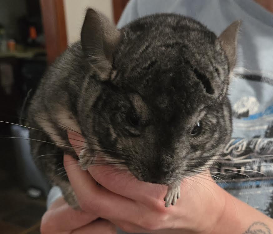 Silk and Cotton, a ADOPTABLE Chinchilla in Dearborn, MO image 1/4