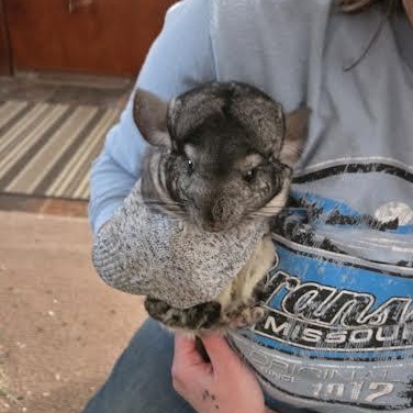 Silk and Cotton, a ADOPTABLE Chinchilla in Dearborn, MO image 4/4