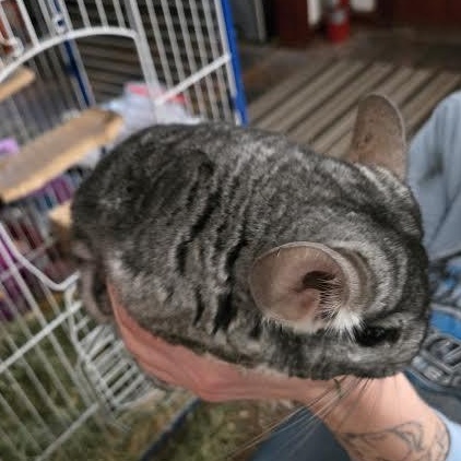 Silk and Cotton, a ADOPTABLE Chinchilla in Dearborn, MO image 3/4