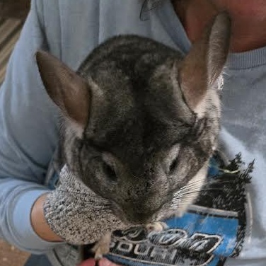 Silk and Cotton, a ADOPTABLE Chinchilla in Dearborn, MO image 2/4
