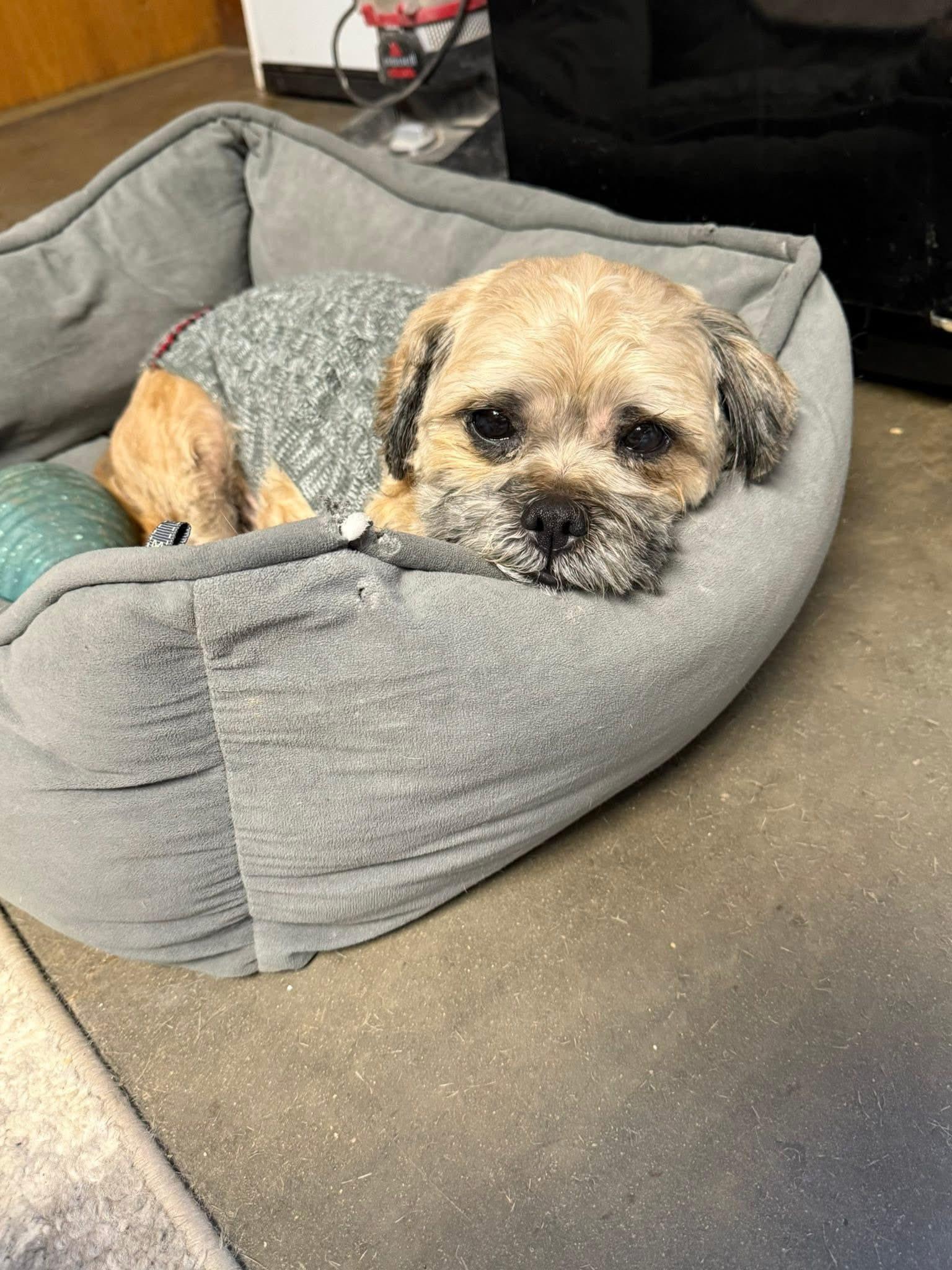 Enlarge Will, an adopted mixed breed in Indianapolis, IN image 2/4