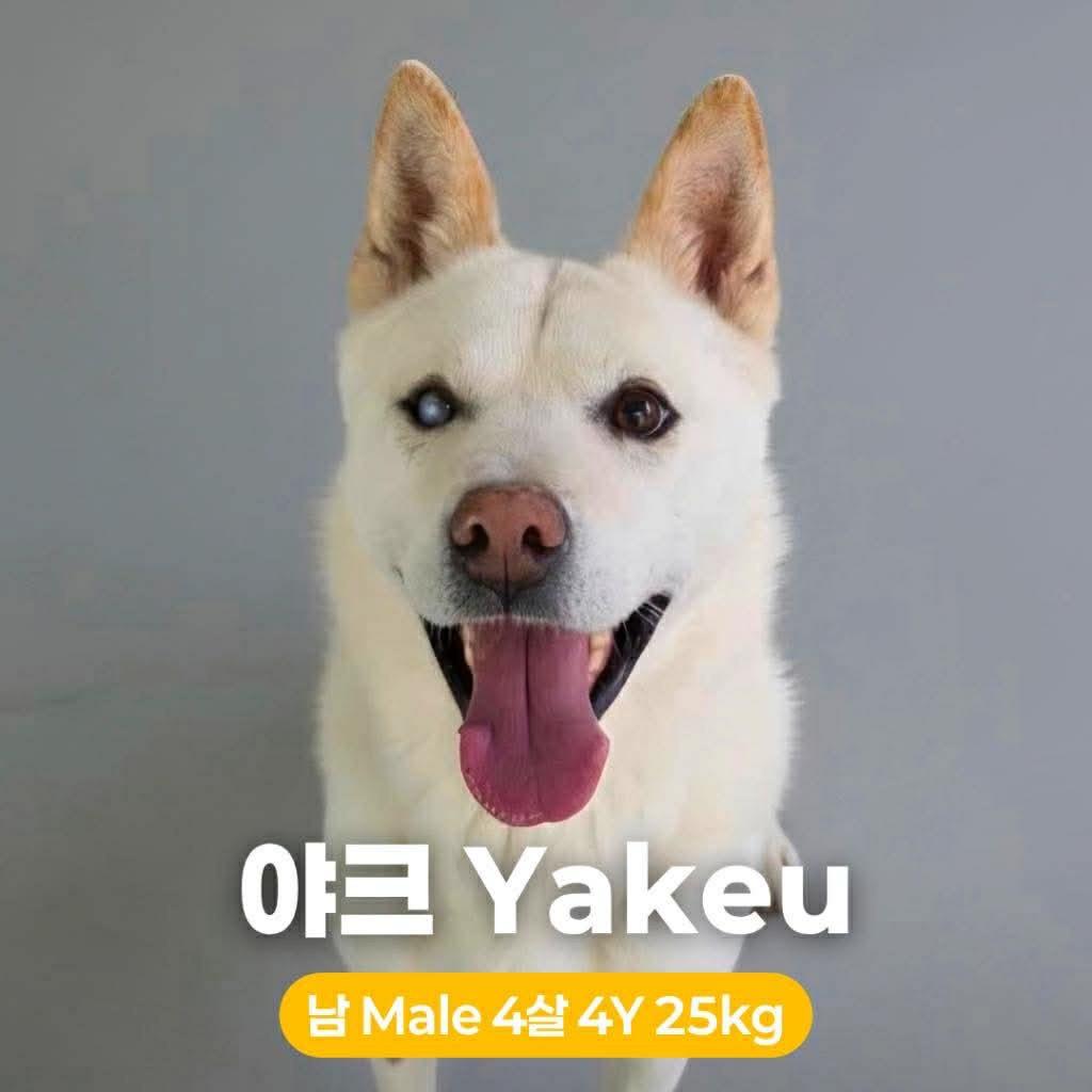 Yakeu, a Adoptable Jindo in Northbrook, IL image 1/3