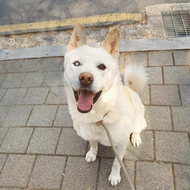 Yakeu, a Adoptable Jindo in Northbrook, IL image 2/3