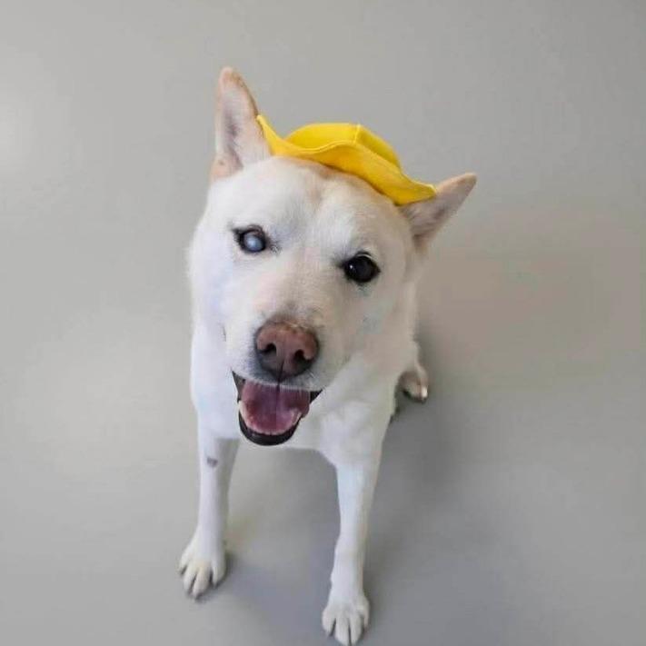 Yakeu, a Adoptable Jindo in Northbrook, IL image 3/3