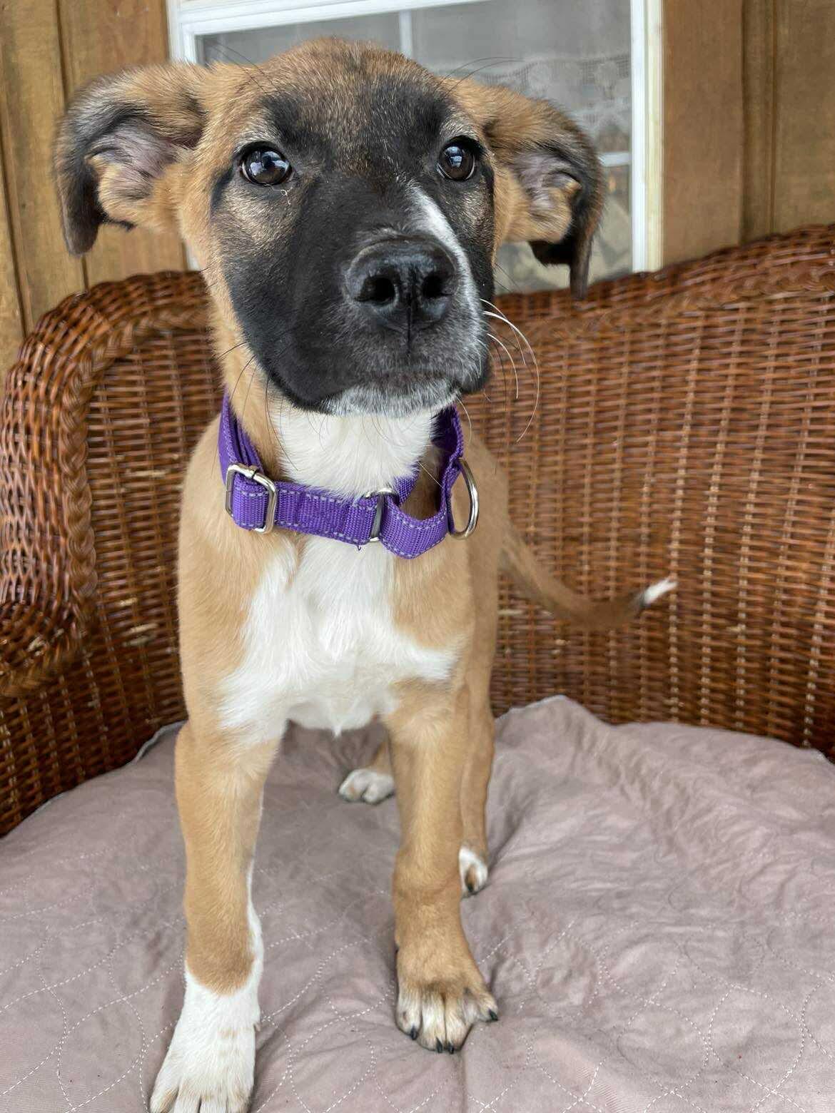 Enlarge Sewanee, an adopted Mixed Breed in Berwick, ME image 4/5