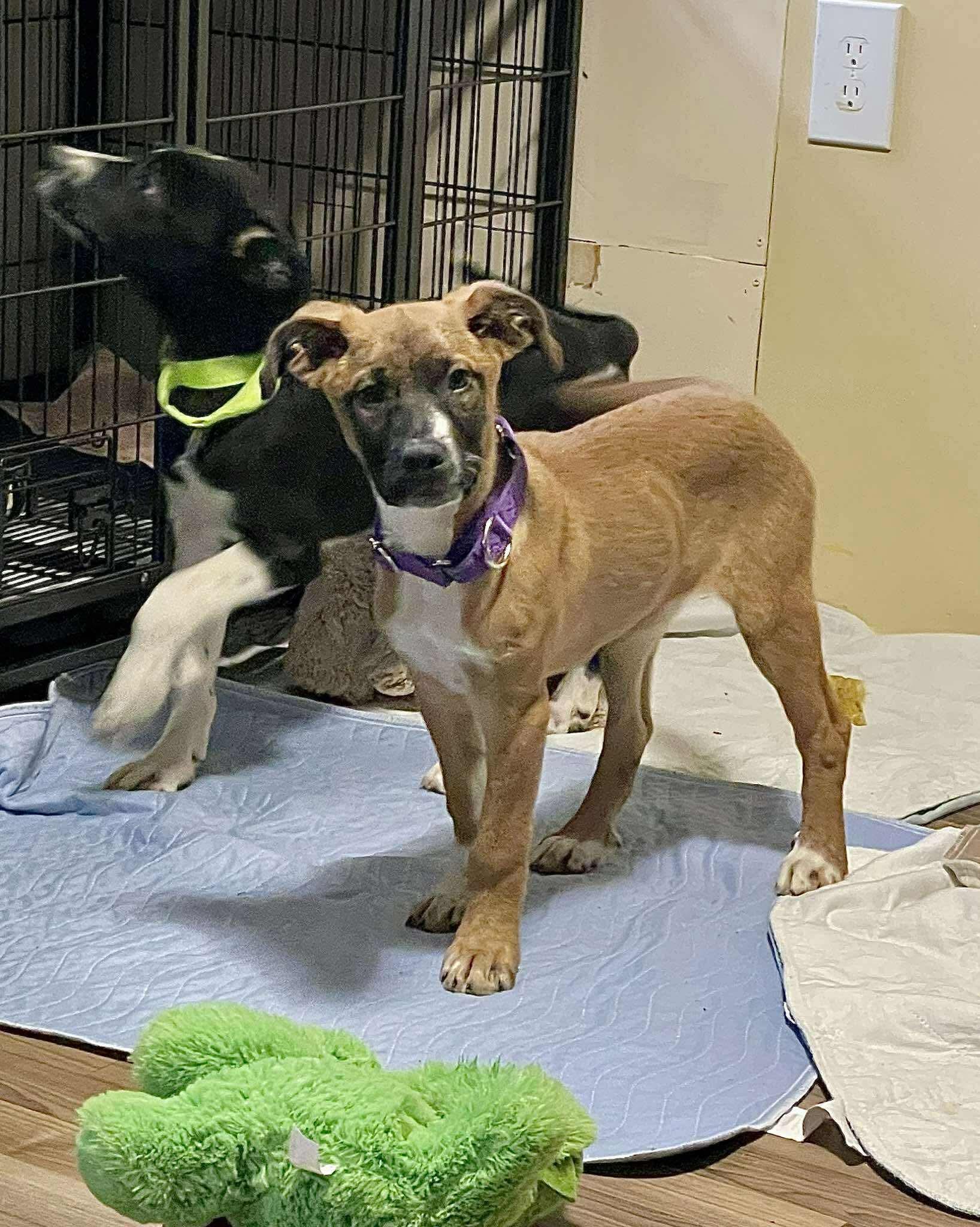 Enlarge Sewanee, an adopted Mixed Breed in Berwick, ME image 2/5