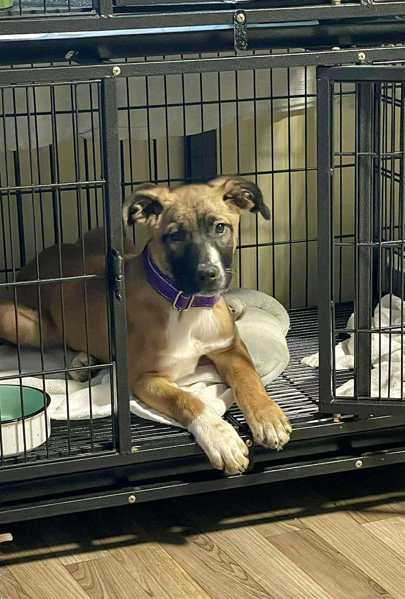 Sewanee, adopted, Puppy Female Mixed Breed.