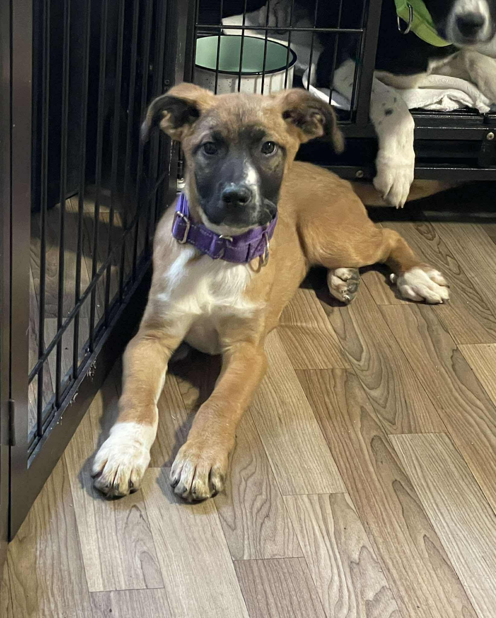 Enlarge Sewanee, an adopted Mixed Breed in Berwick, ME image 5/5