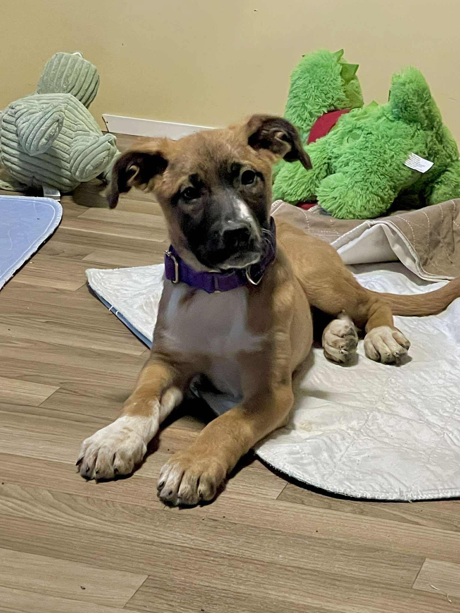 Enlarge Sewanee, an adopted Mixed Breed in Berwick, ME image 3/5