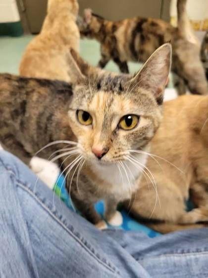 Enlarge Kelby, a ADOPTABLE Domestic Short Hair in Williamsport, PA image 1/1