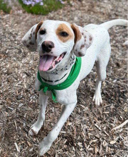 Enlarge Brittany Force, a Adoptable Hound in Midland, VA image 1/1