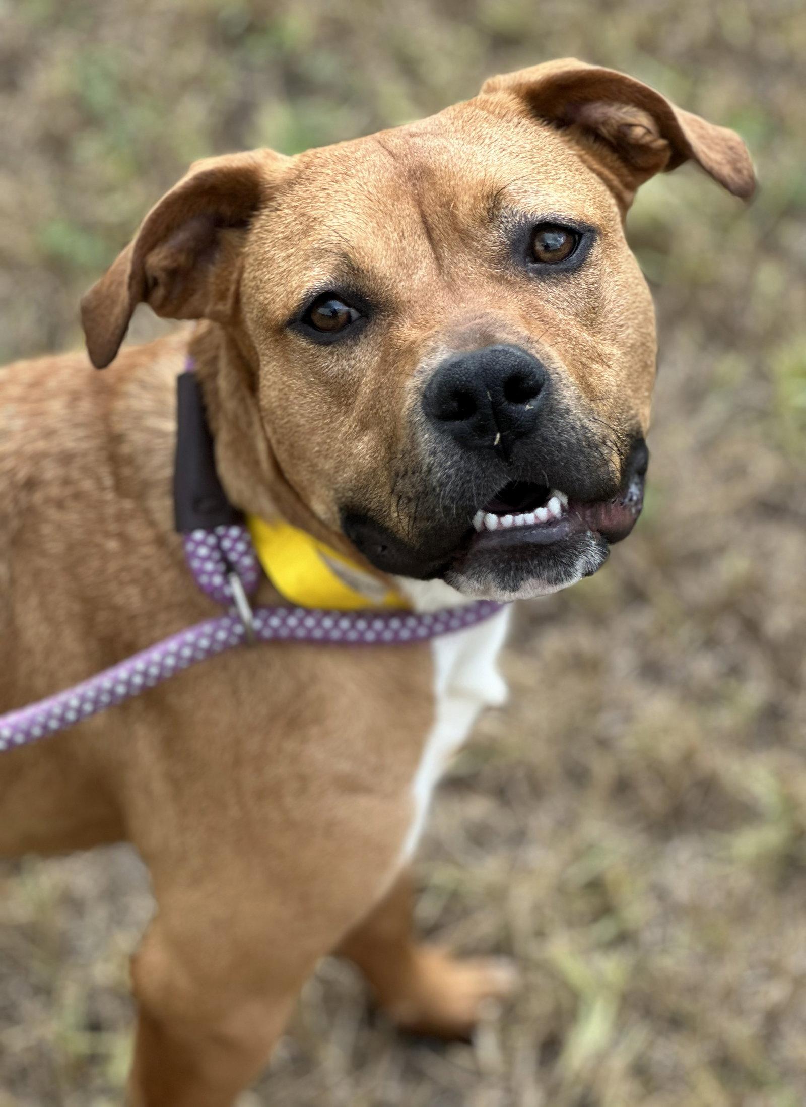 Enlarge Suki, a Adoptable mixed breed in Houston, TX image 1/3