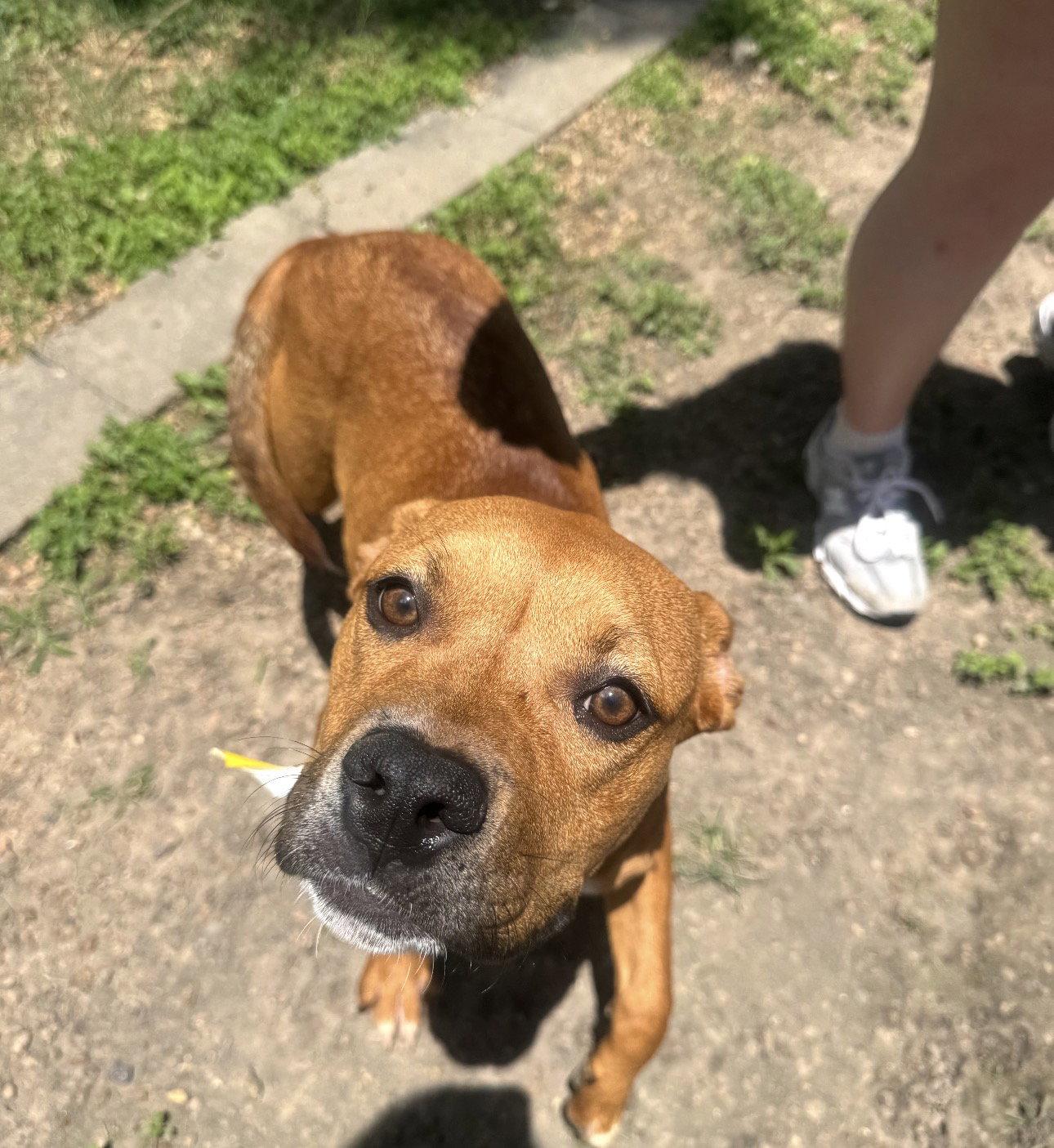 Enlarge Suki, a Adoptable mixed breed in Houston, TX image 2/3