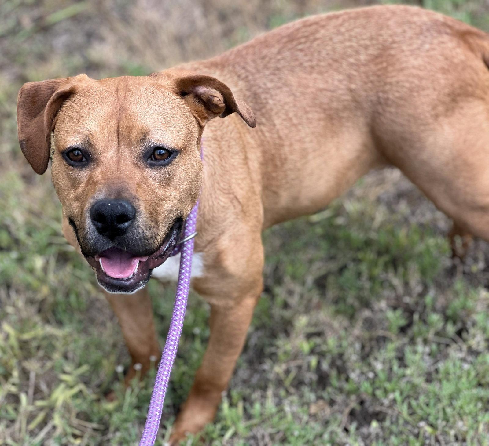 Enlarge Suki, a Adoptable mixed breed in Houston, TX image 3/3