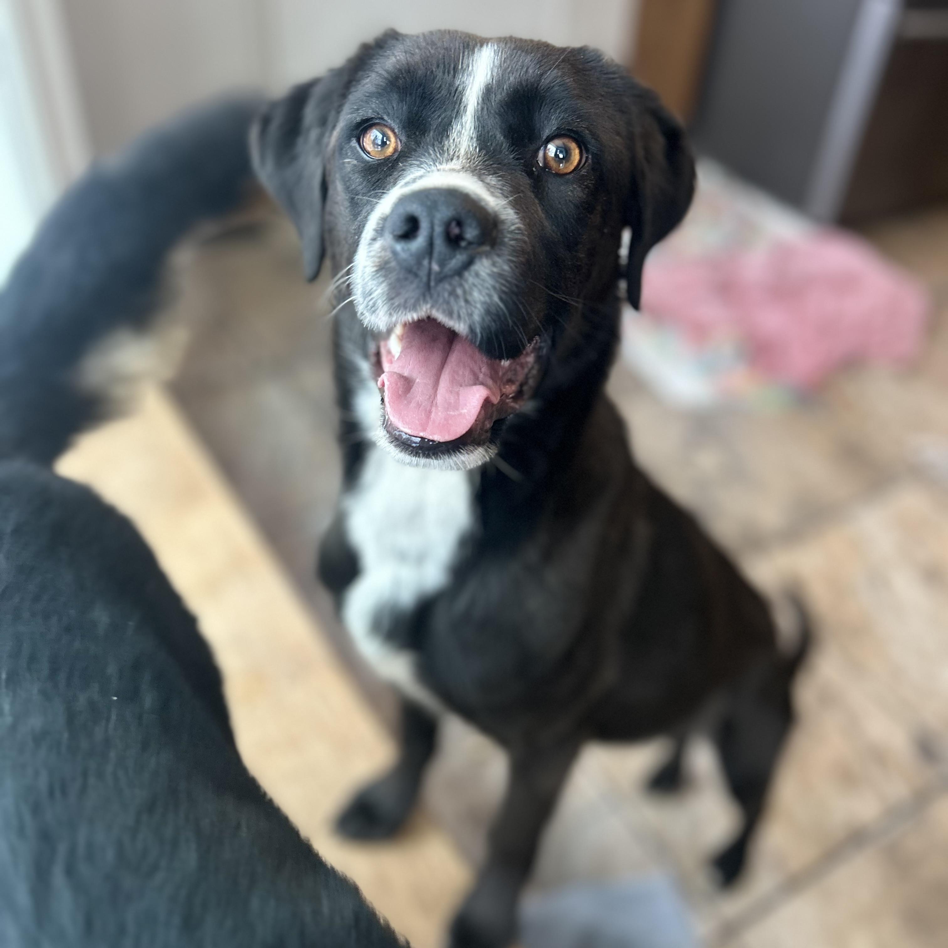 Lady, ADOPTABLE, Young Female Boxer & Black Labrador Retriever.