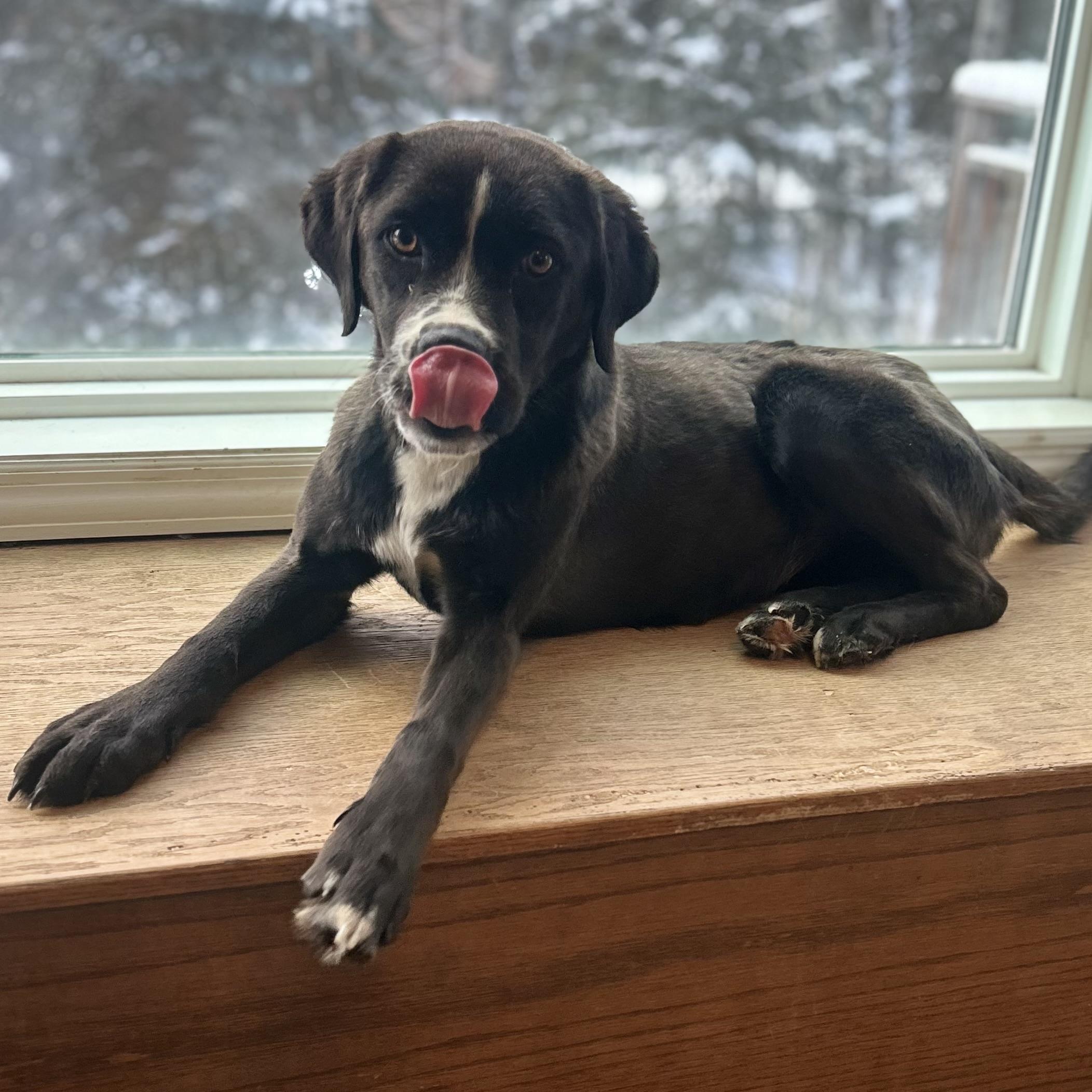 Enlarge Lady, a ADOPTABLE mixed breed in Edmonton, AB image 2/6