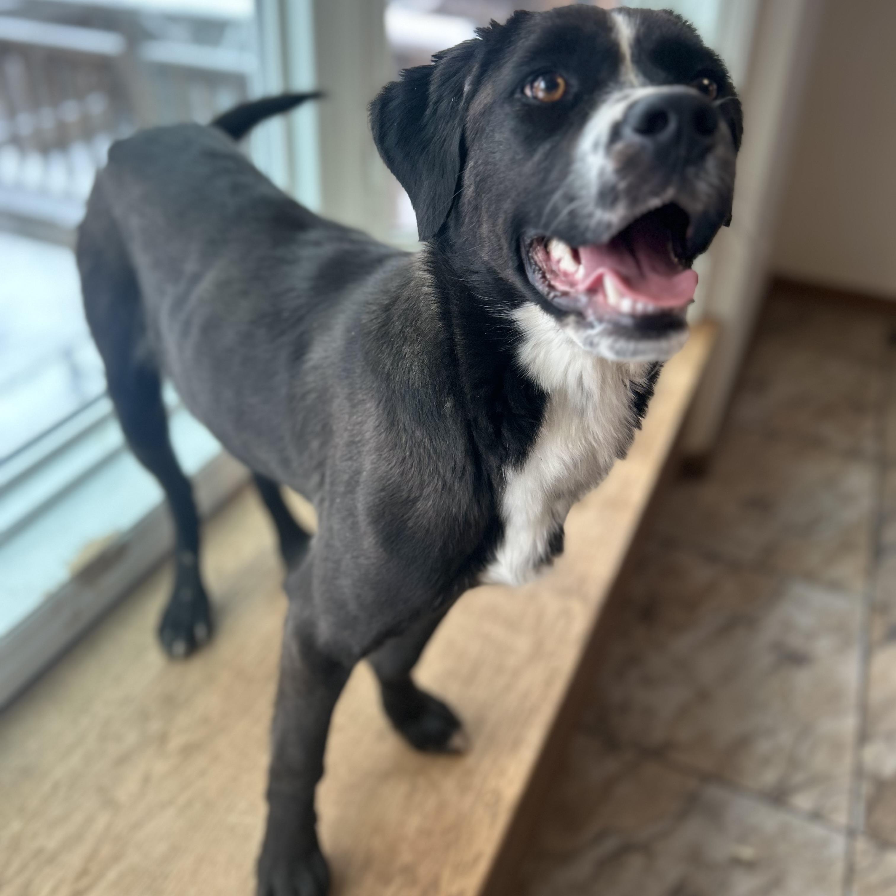 Enlarge Lady, a ADOPTABLE mixed breed in Edmonton, AB image 3/6