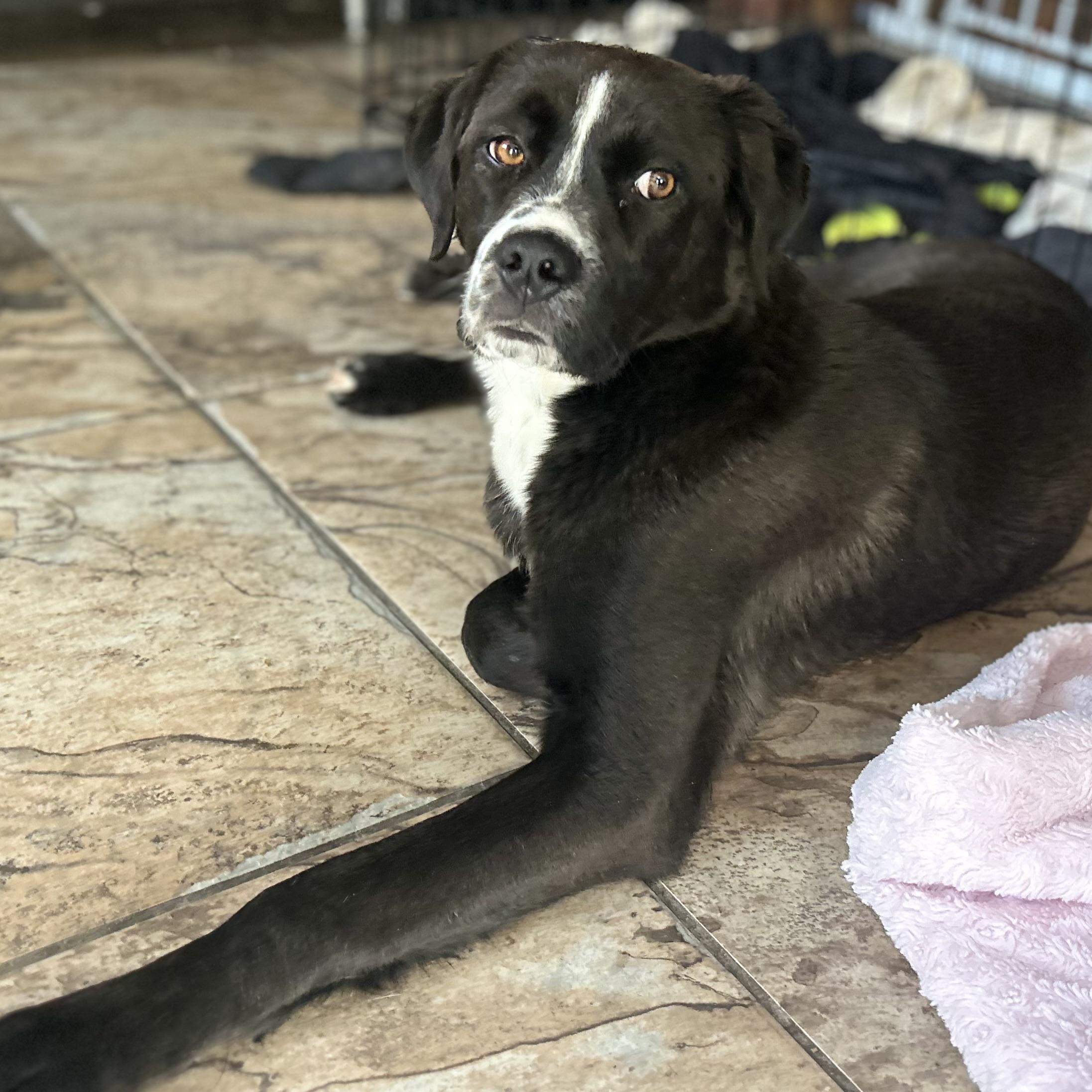 Enlarge Lady, a ADOPTABLE mixed breed in Edmonton, AB image 4/6