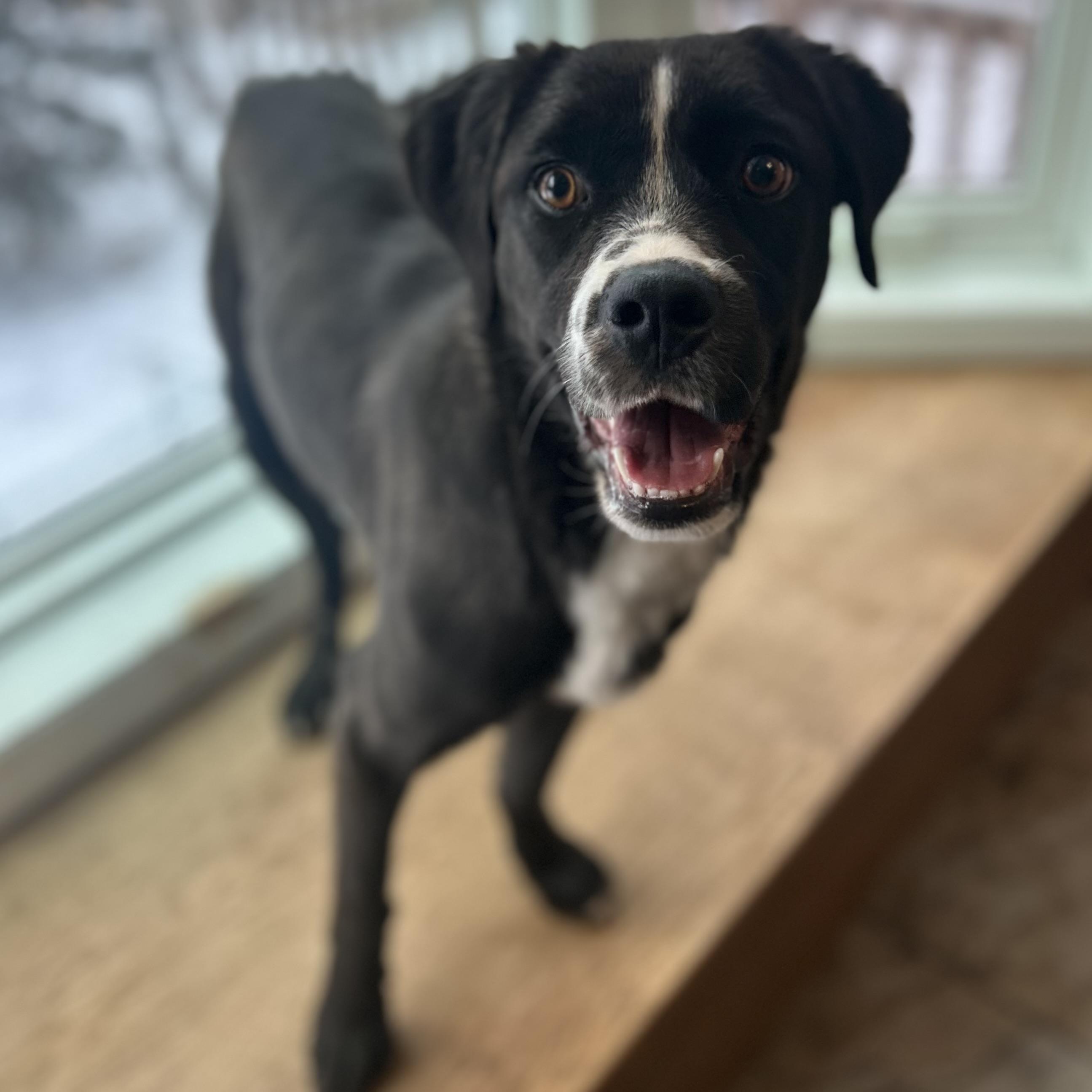 Enlarge Lady, a ADOPTABLE mixed breed in Edmonton, AB image 5/6