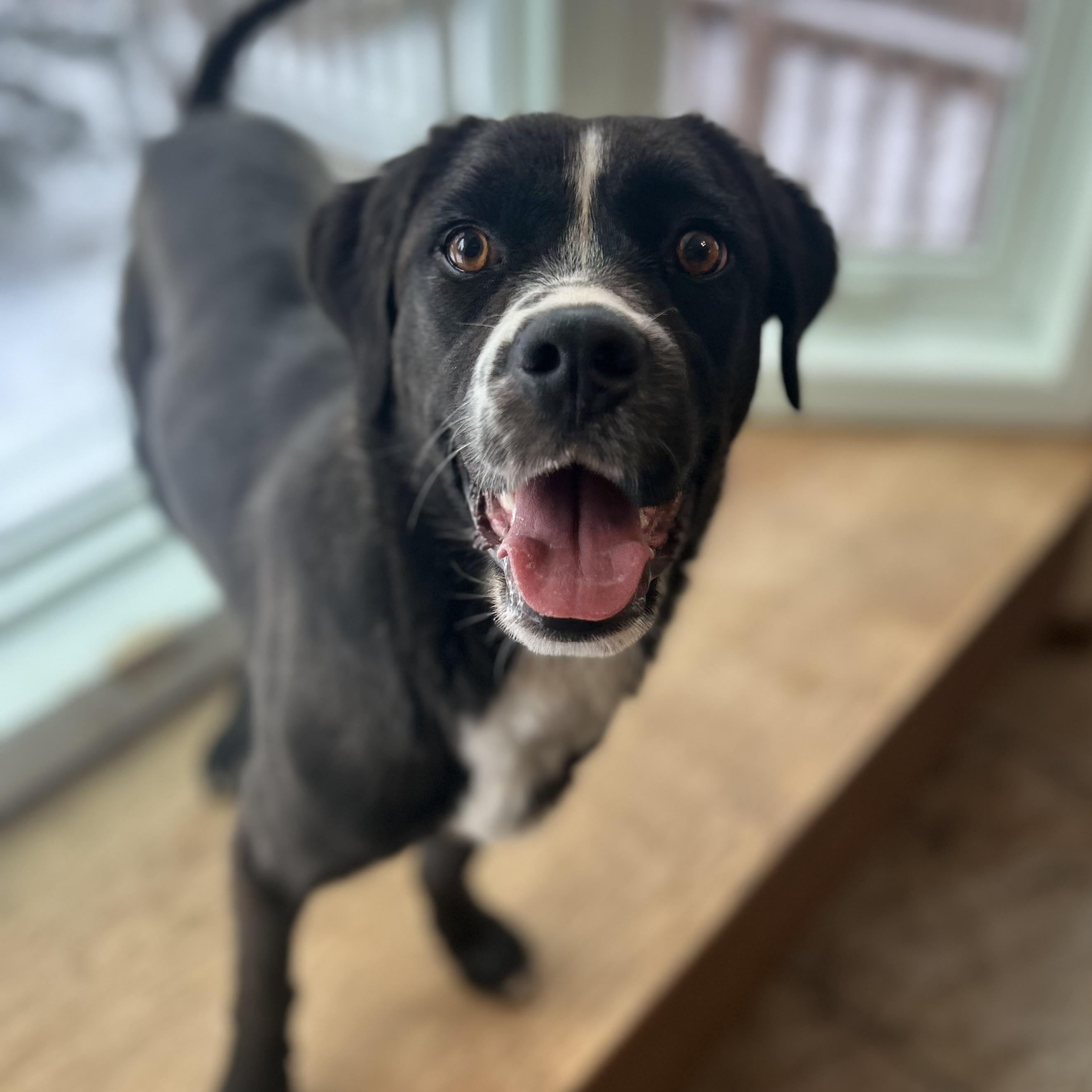 Enlarge Lady, a ADOPTABLE mixed breed in Edmonton, AB image 6/6