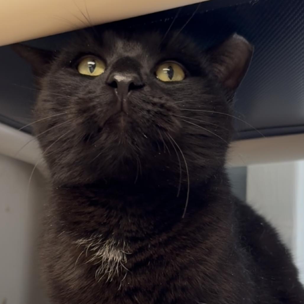 Narnia, Adoptable, Young Male Domestic Short Hair.