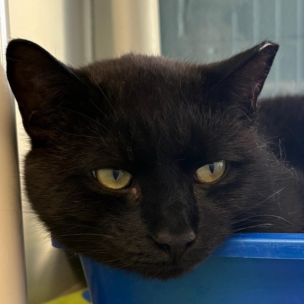 Enlarge Narnia, a Adoptable Domestic Short Hair in East Hanover, NJ image 2/6